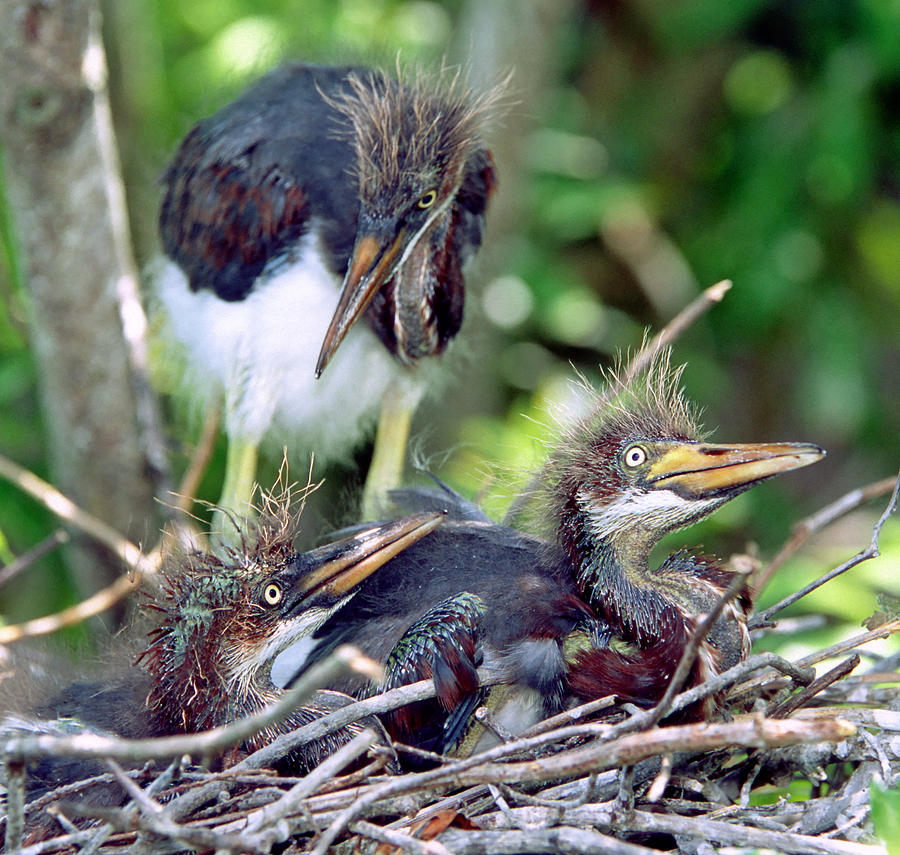 Tricolored Heron Nestlings #4 Photograph by Millard H. Sharp