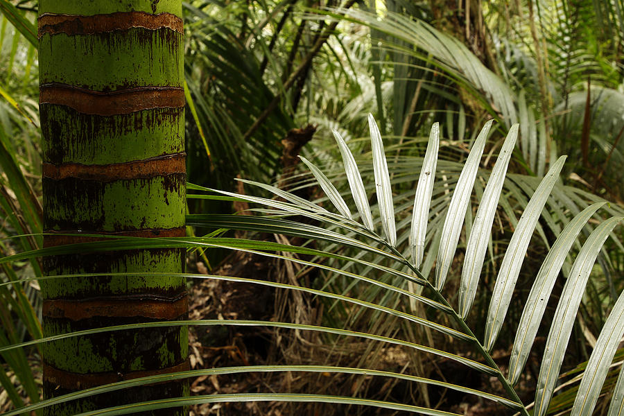 Tropical jungle #4 Photograph by Les Cunliffe