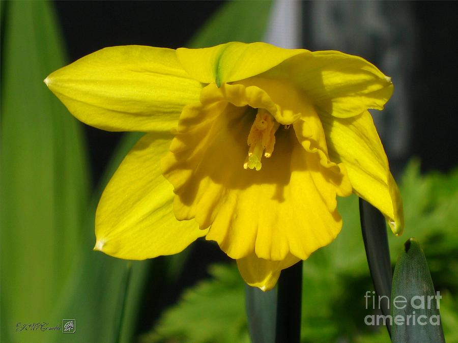 Flower Photograph - Trumpet Daffodil named Exception #4 by J McCombie