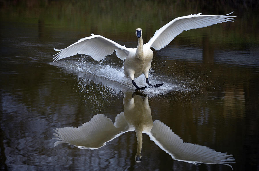 Trumpeter swan #4 Photograph by Brian Stevens