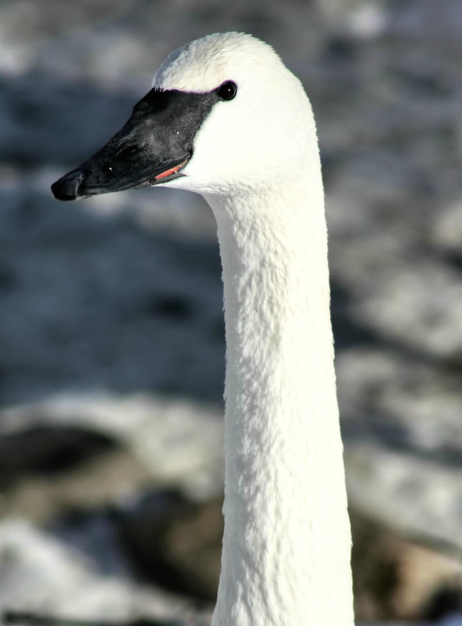 Trumpeter Swan Portrait #4 Photograph by Amanda Stadther