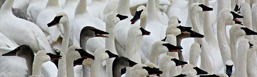 Trumpeter Swans #5 Photograph by Amanda Stadther