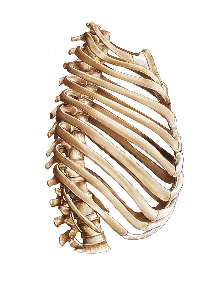 Trunk #4 by Science Photo Library