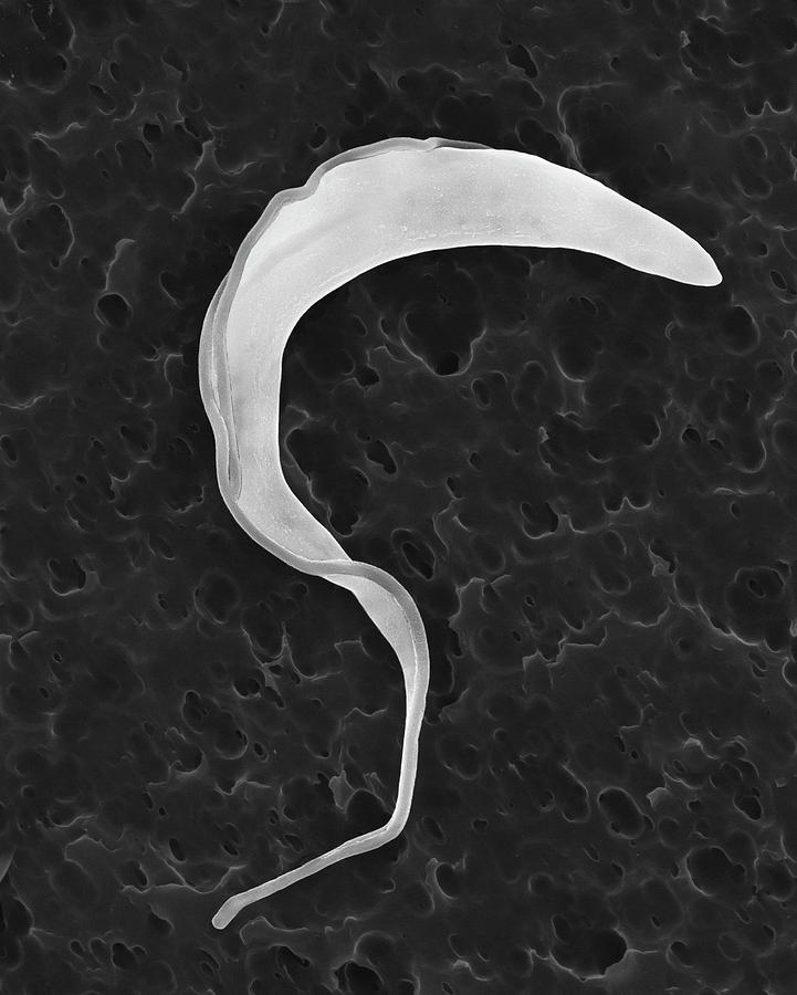 Black And White Photograph - Trypanosome Trypomastigote Protozoan #4 by Dennis Kunkel Microscopy/science Photo Library
