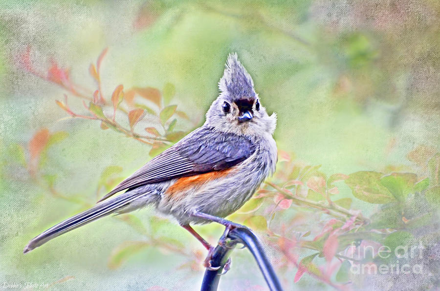 Tufted Titmouse #4 Photograph by Debbie Portwood