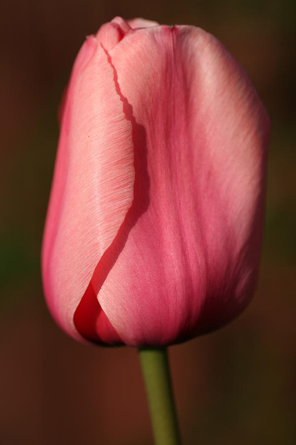 Tulip Photograph - Tulip #1 by Mark Severn
