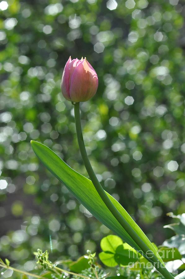 Tulip #4 Photograph by Sylvie Leandre