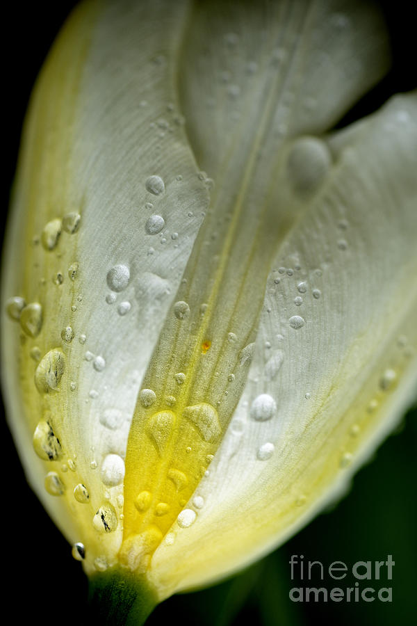 Tulip with Raindrops #4 Photograph by Thomas R Fletcher