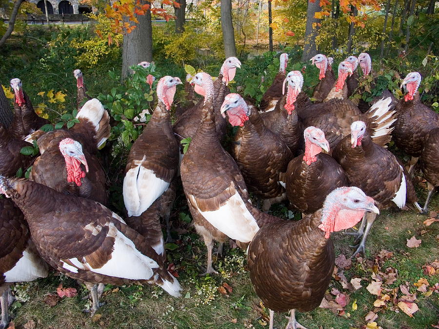 Turkeys #4 Photograph by Bonnie Sue Rauch