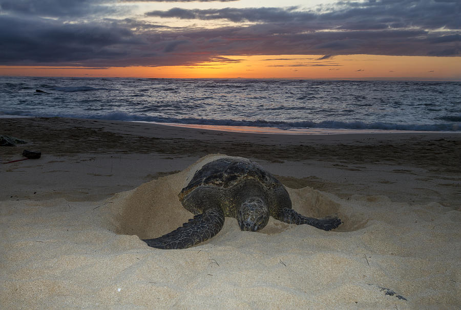 Turtle Photograph - Turtle Beach sunset Oahu Hawaii #4 by Jianghui Zhang