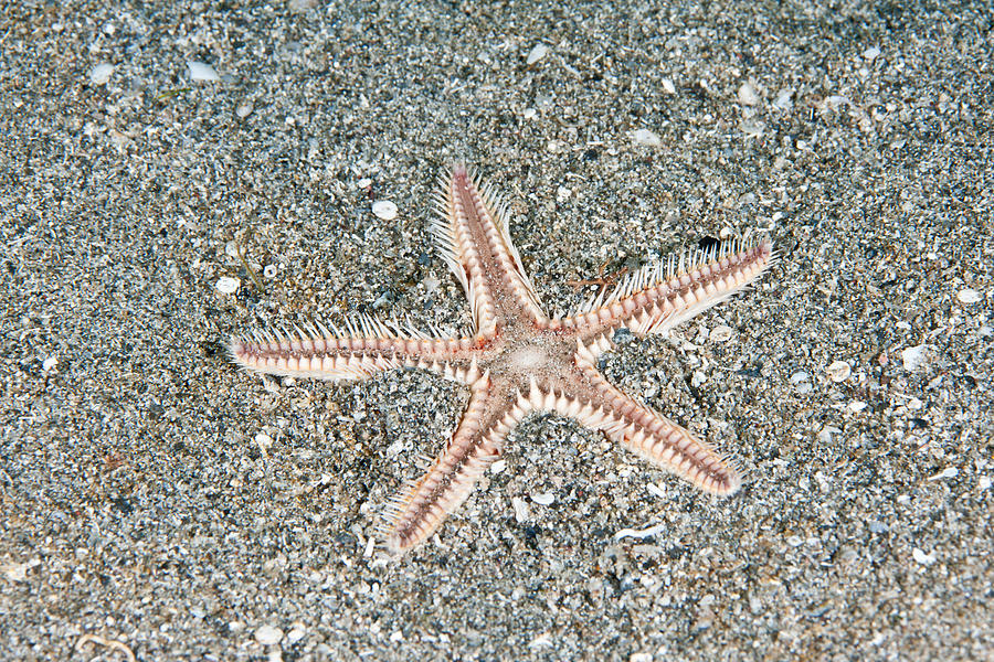 Two-spined Sea Star #4 Photograph by Andrew J. Martinez