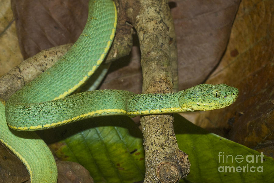 Two-striped Forest Pit Viper #4 Photograph by William H. Mullins