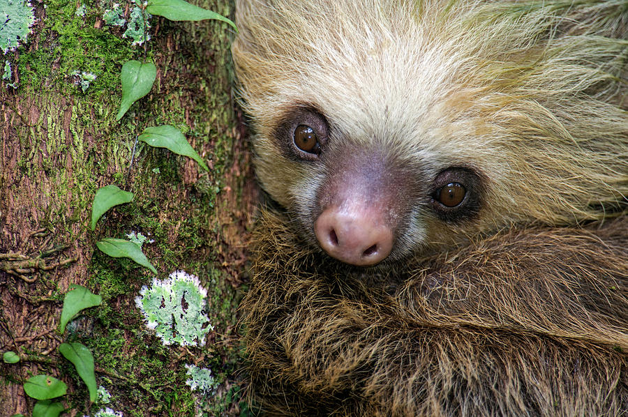 Two-toed Sloth Choloepus Didactylus #4 Photograph by Panoramic Images