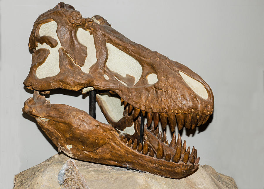 Tyrannosaurus Rex Skull #4 Photograph by Millard H. Sharp
