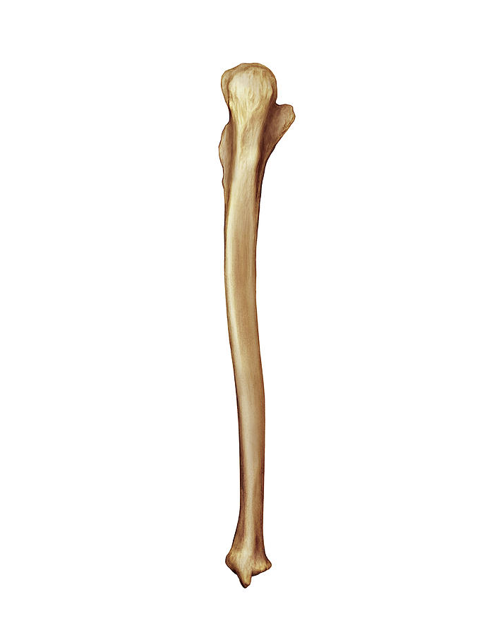Ulna Bone Photograph By Asklepios Medical Atlas Pixels Sexiz Pix 0750