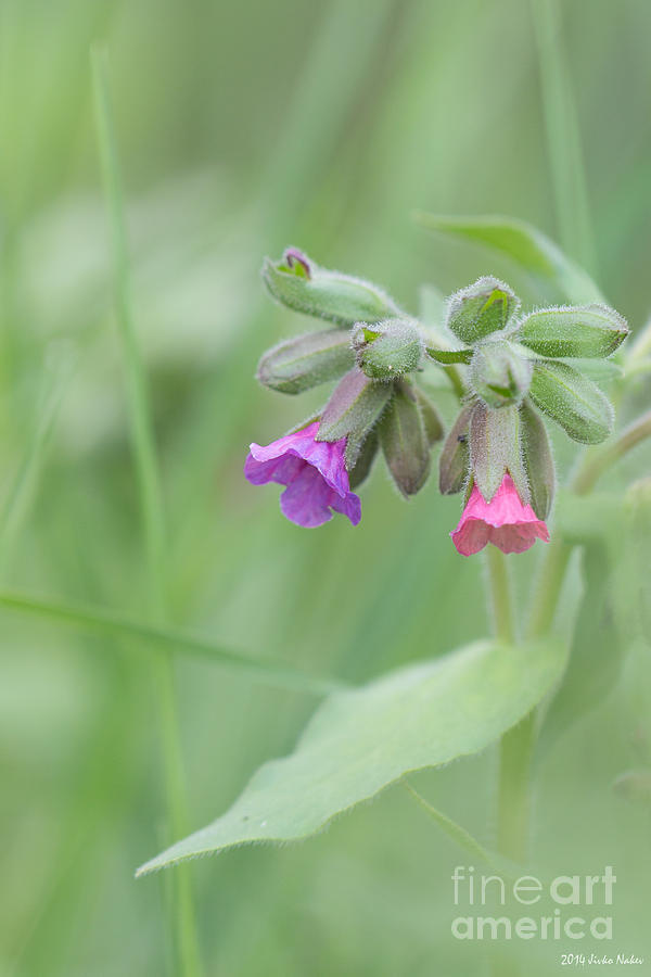 Unspotted lungwort #4 Photograph by Jivko Nakev