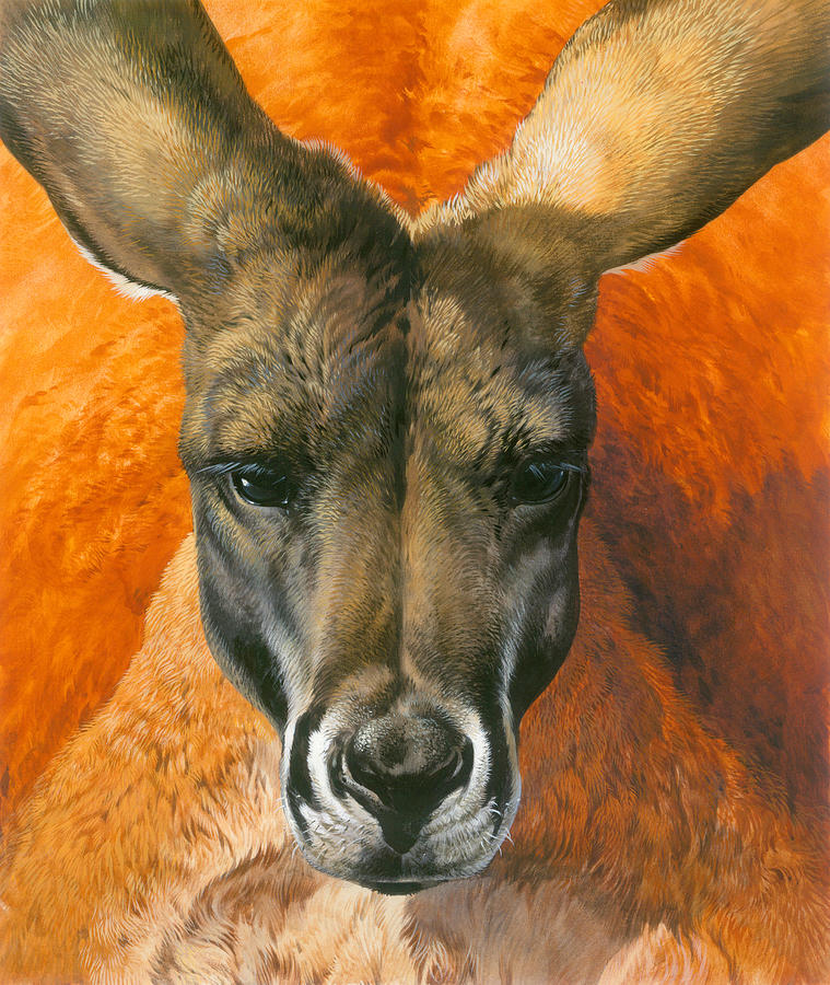 Kangaroo Portriat Painting by MGL Meiklejohn Graphics Licensing