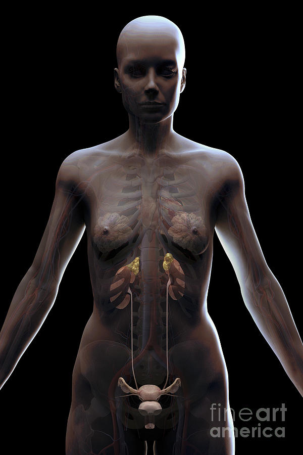 Urinary System Female #4 Photograph by Science Picture Co