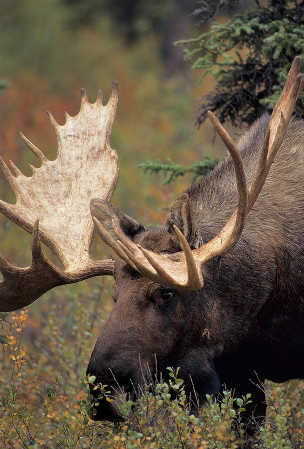 USA, Alaska, Bull Moose, Denali Photograph by Gerry Reynolds - Fine Art ...