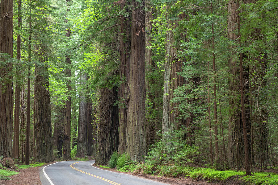 USA, California, Humboldt Redwoods Photograph by Jaynes Gallery | Fine ...