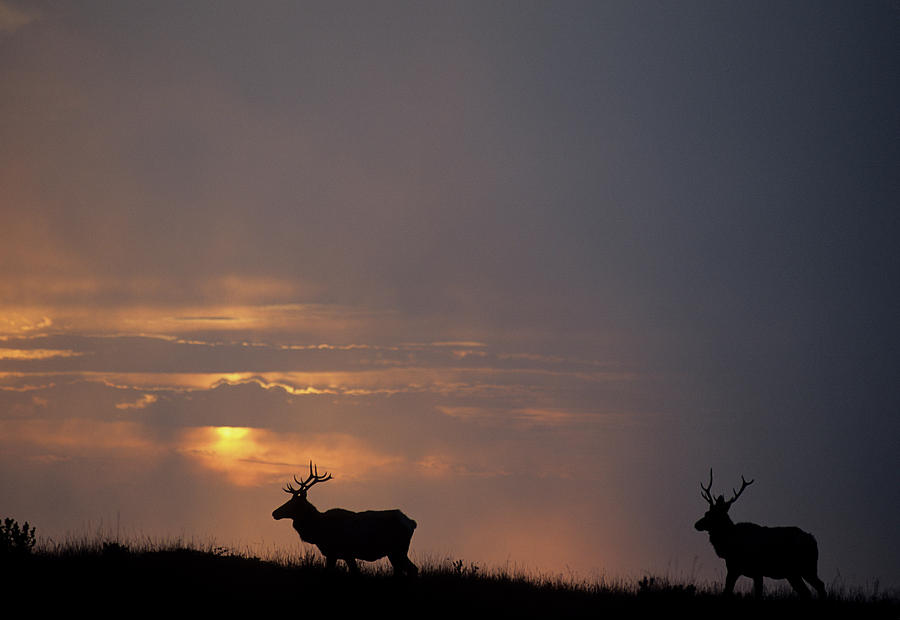 Point Reyes National Seashore Photograph - USA, California, Sunset, Tule Elk #4 by Gerry Reynolds