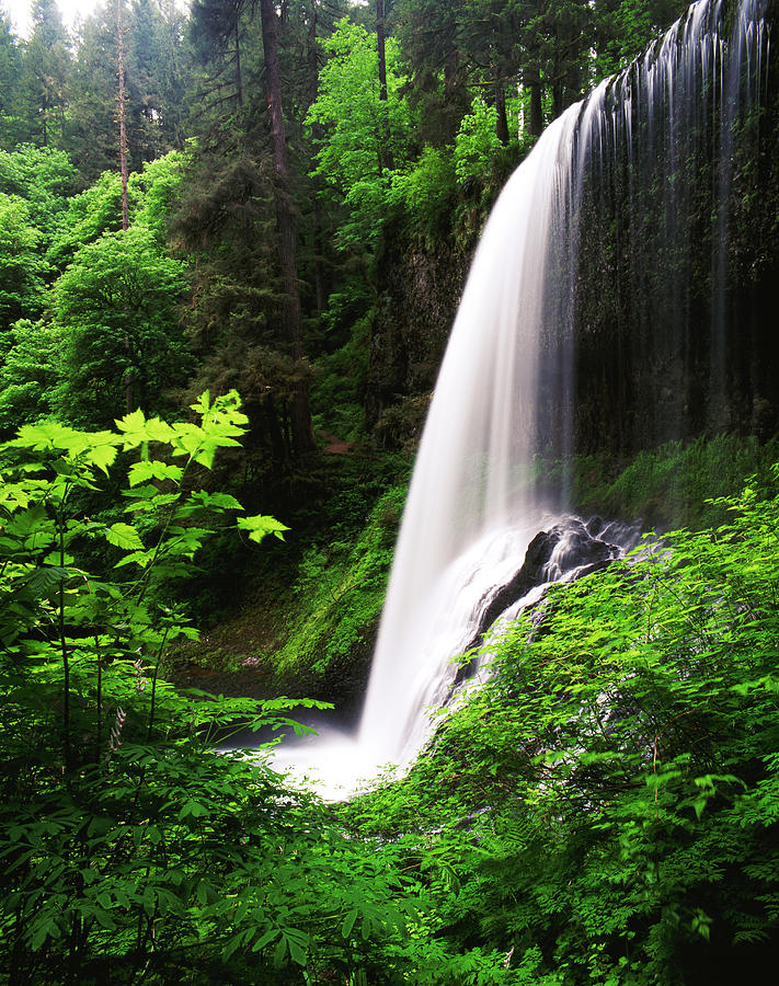 USA, Oregon, Silver Falls State Park Photograph By Adam Jones | Pixels