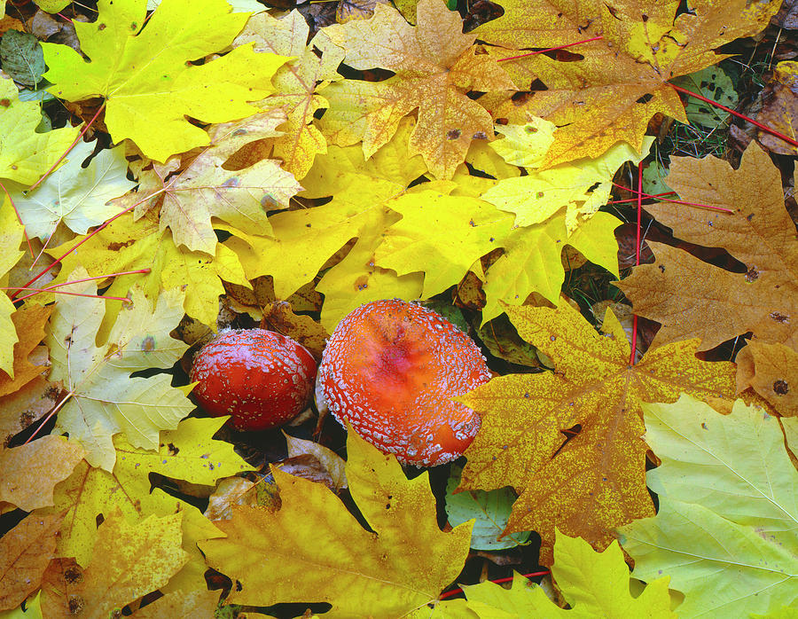 Fall Photograph - USA, Oregon, Willamette National #4 by John Barger