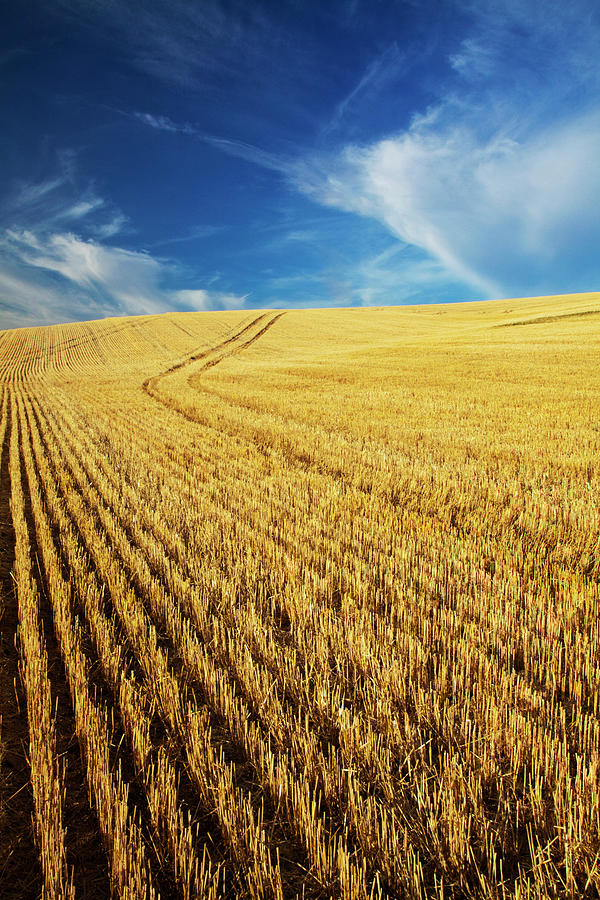 USA, Washington, Palouse Country Photograph by Terry Eggers - Pixels