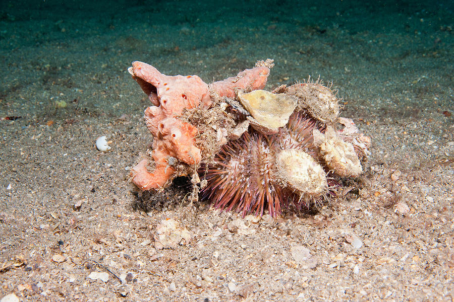 Variegated Urchin Photograph by Andrew J. Martinez - Pixels