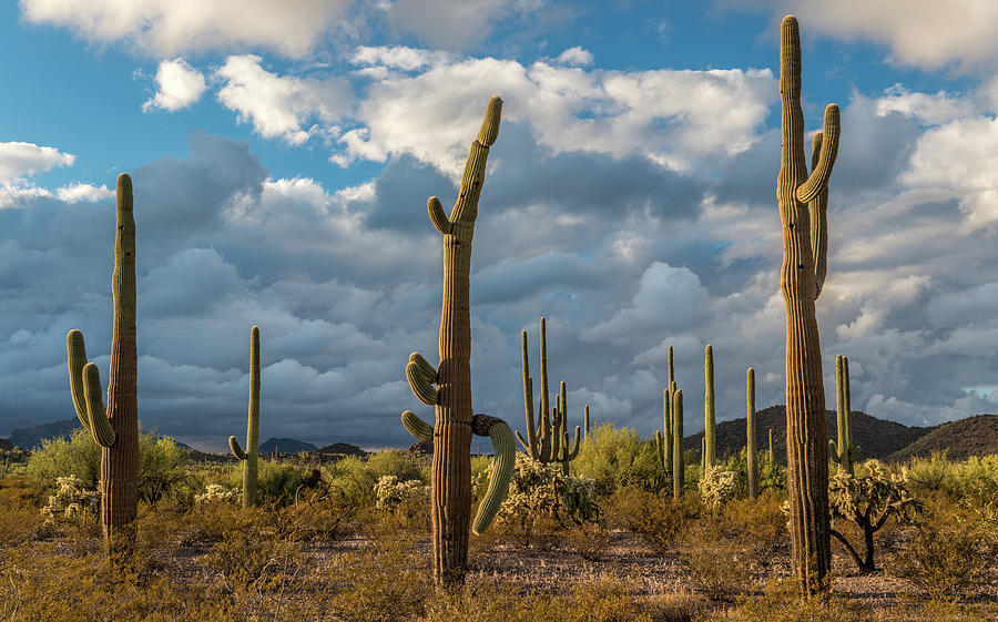 Various Cactus Plants In A Desert Photograph by Panoramic Images - Fine ...