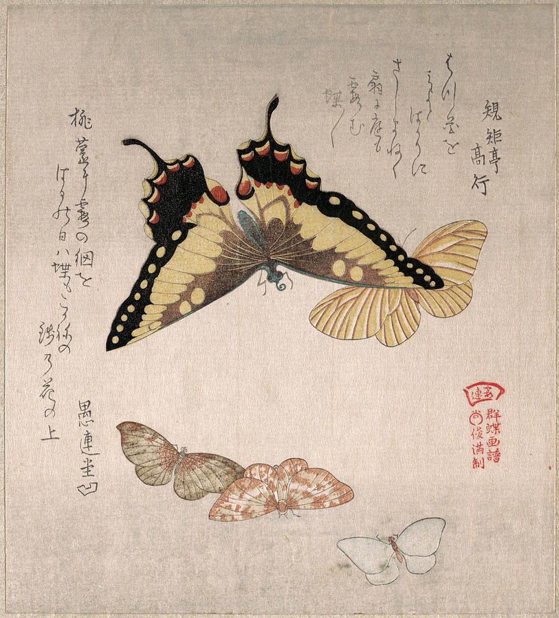 Various Moths and Butterflies #4 Drawing by Kubo Shunman