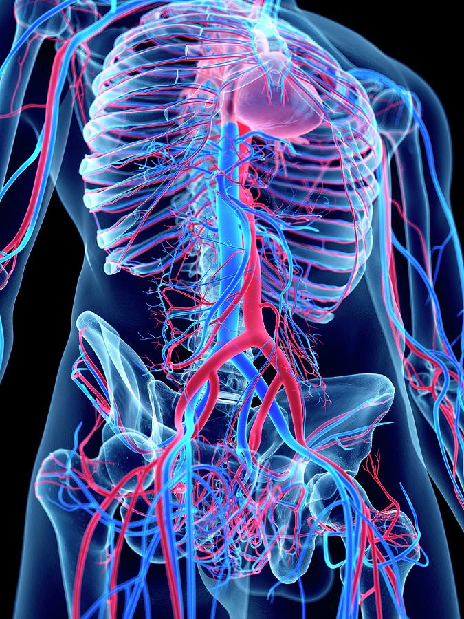 Vascular System Of Abdomen #4 Photograph by Sebastian Kaulitzki/science Photo Library