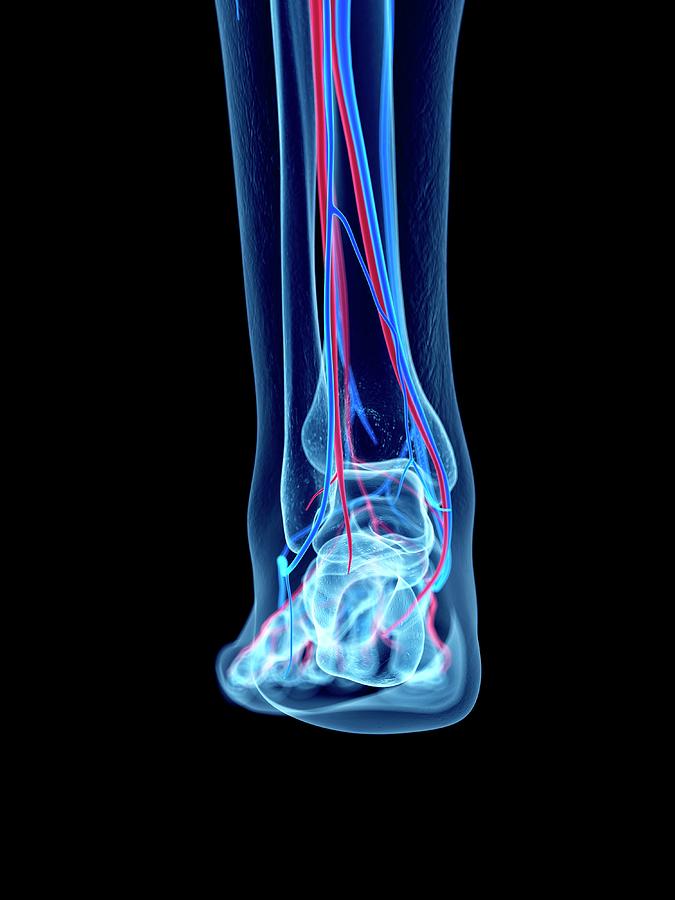 Vascular System Of Foot #4 Photograph by Sebastian Kaulitzki/science Photo Library