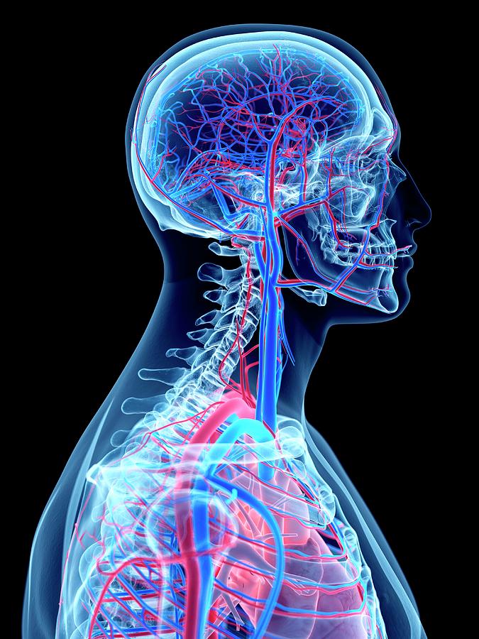 Vascular System Of Head And Neck #4 Photograph by Sebastian Kaulitzki/science Photo Library