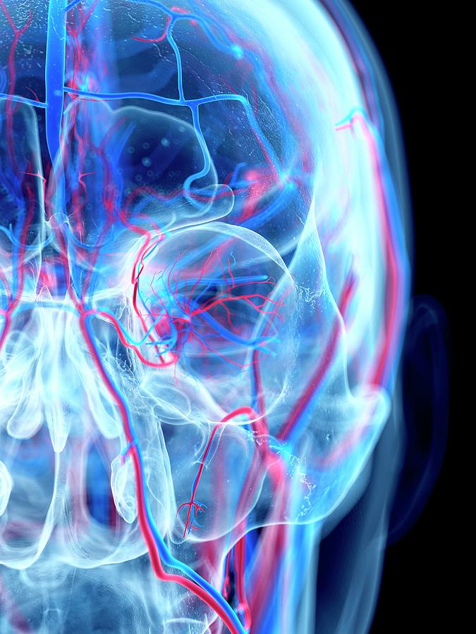 Vascular System Of Head #4 Photograph by Sebastian Kaulitzki/science Photo Library
