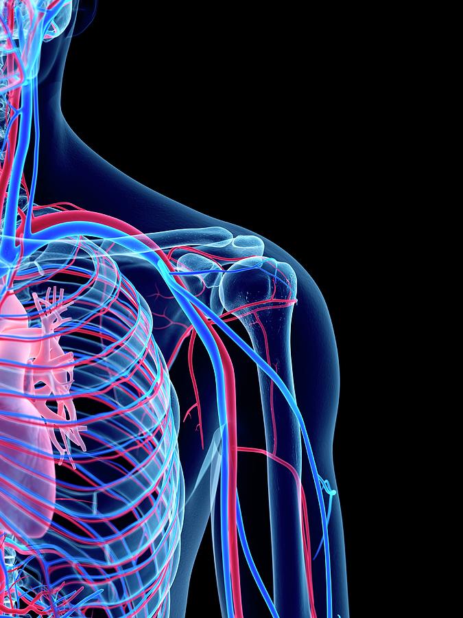 Vascular System Of Shoulder #4 Photograph by Sebastian Kaulitzki/science Photo Library