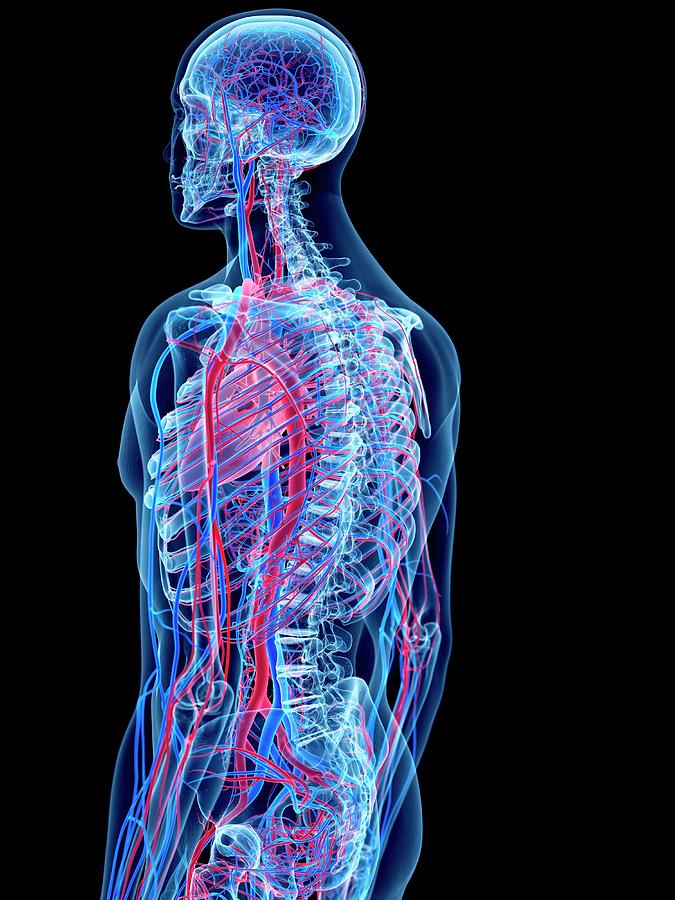 Vascular System #4 Photograph by Sebastian Kaulitzki/science Photo Library
