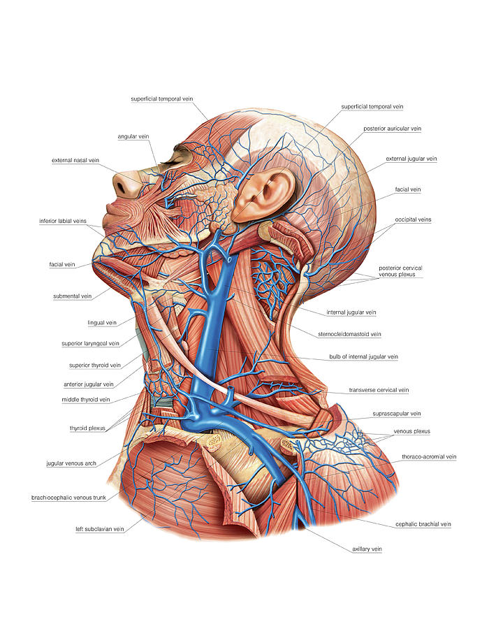 Venous System Of The Head And Neck Photograph By Asklepios Medical 0848