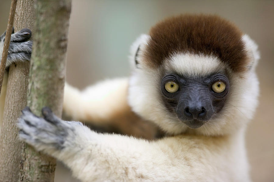 Verreauxs Sifaka in Berenty Photograph by Cyril Ruoso