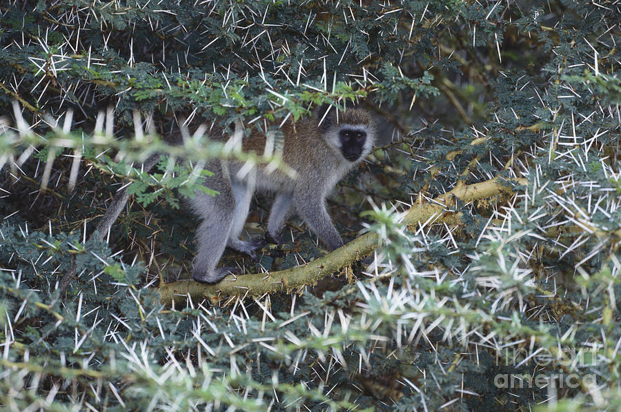 Vervet Monkey #4 Photograph by Art Wolfe