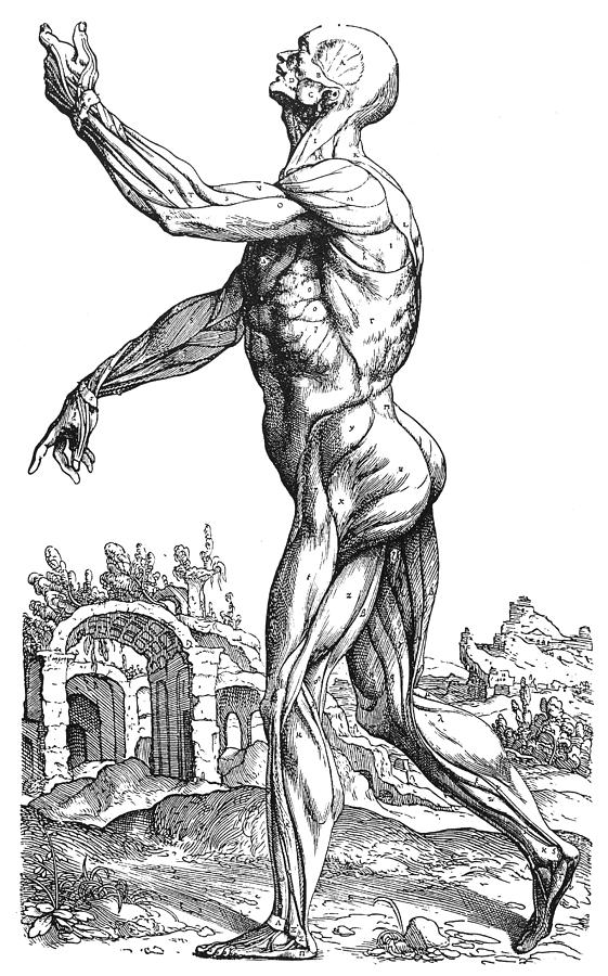 Vesalius: Muscles, 1543 #4 Photograph by Granger