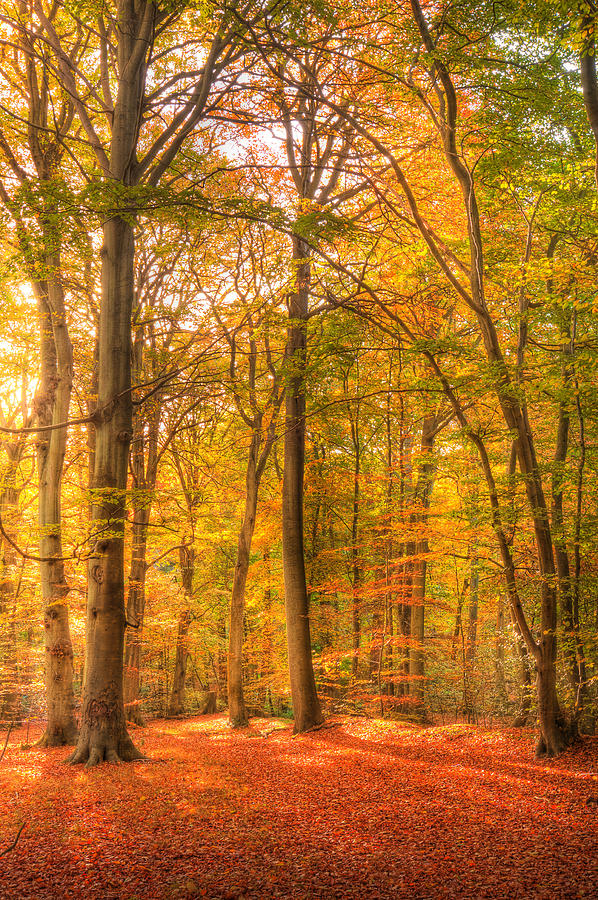 Vibrant Autumn Fall forest landscape image Photograph by Matthew Gibson ...