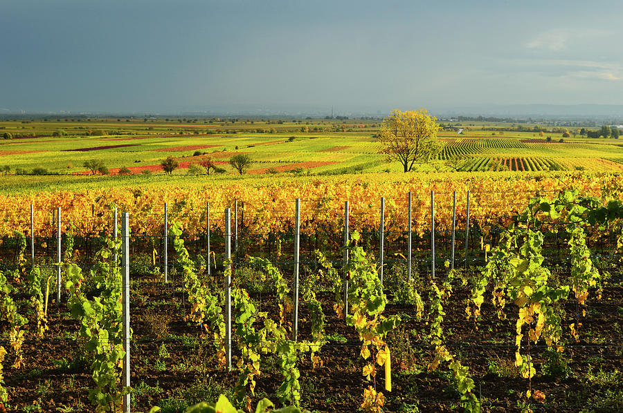 Vineyard Landscape Photograph by Jochen Schlenker Vineyard Landscape Photograph by Jochen Schlenker