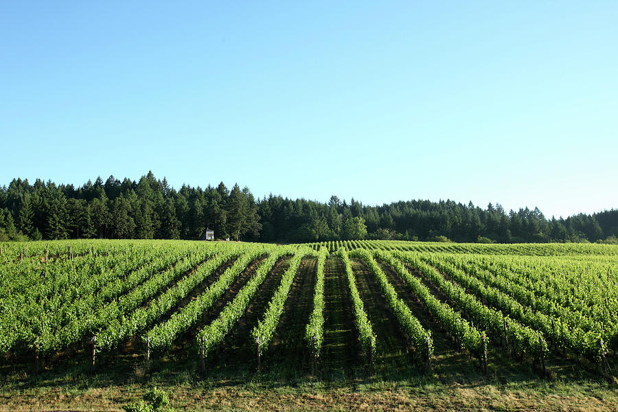 Landscape Photograph - Vineyards In The Willamette Valley #4 by Clay McLachlan