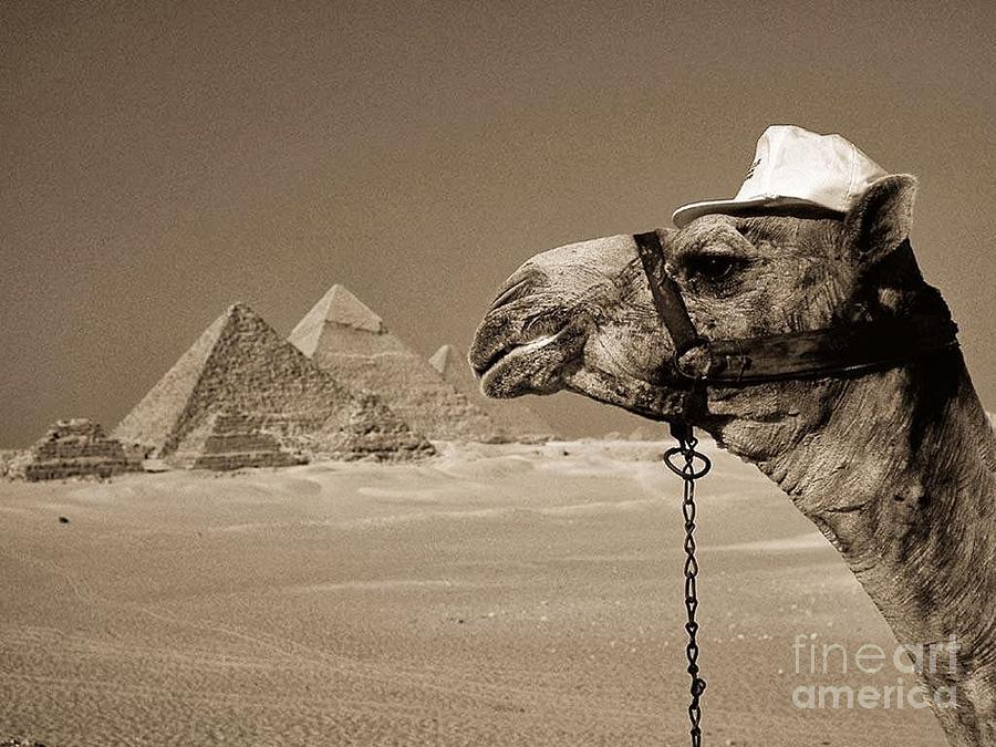 Vintage Egyptian Images Photograph by Action