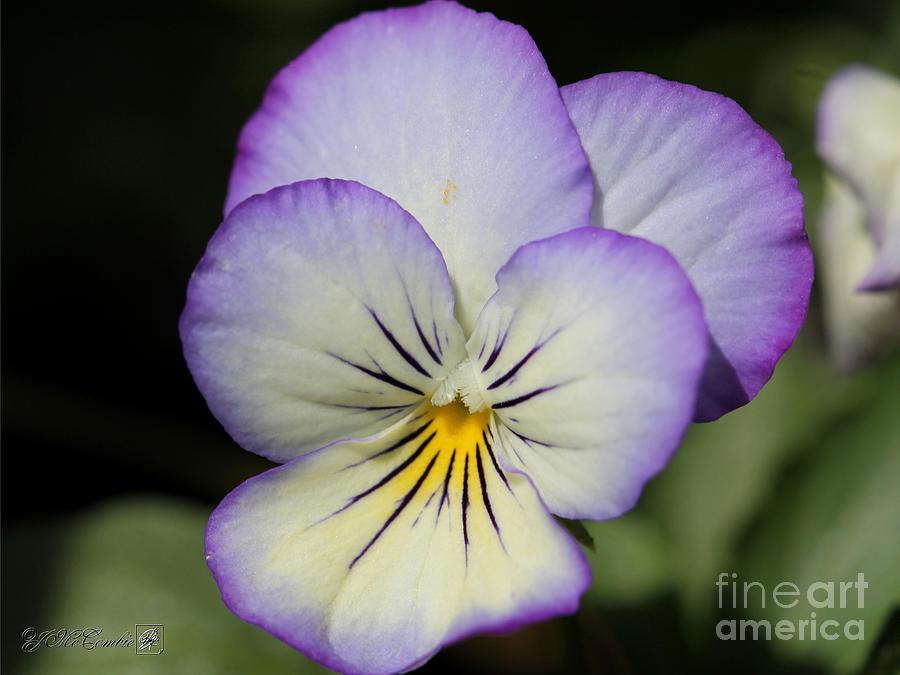 Viola named Sorbet Lemon Blueberry Swirl #4 Photograph by J McCombie