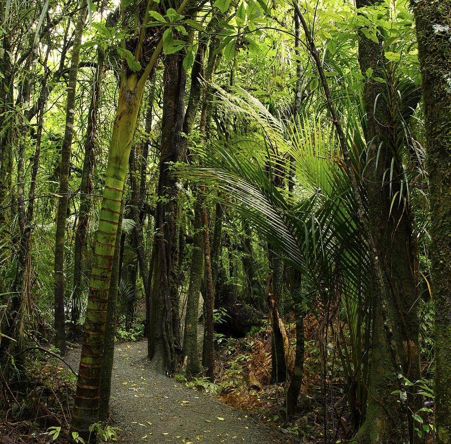 Jungle Photograph - Walking trail #4 by Les Cunliffe