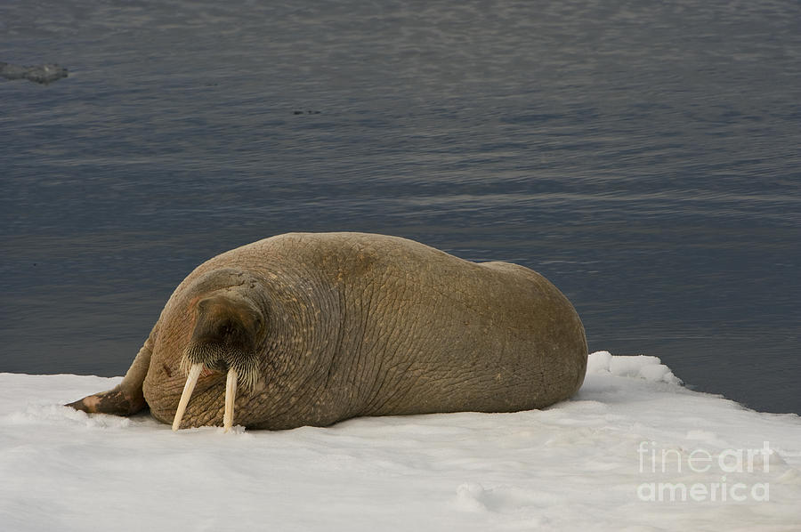 Walrus On Ice Floe #4 Photograph by John Shaw