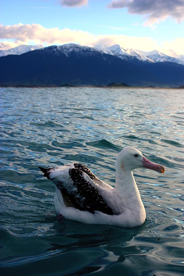 Wandering Albatross #4 Photograph by Amanda Stadther