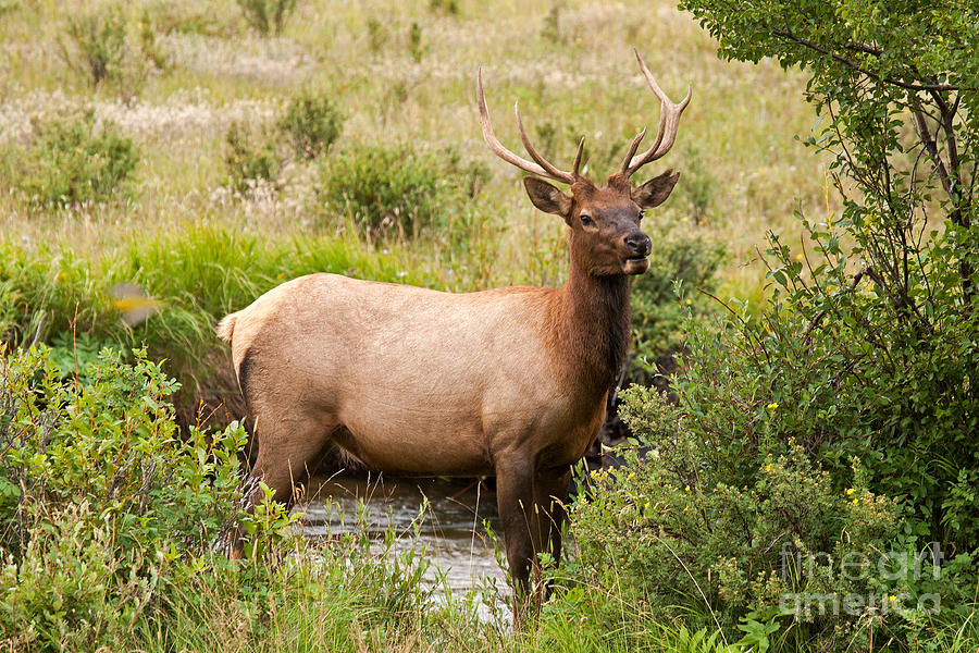 Wapiti Elk in Rocky Mountain National Park #4 Photograph by Fred Stearns
